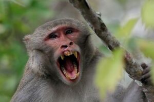 monkey ,  monkeys ,  baby monkey ,  murder monkey ,  murder ,  ben 10 murder monkey ,  murder monkey vs cartoon cat ,  murder monkey vs cartoon dog ,  monkeys vs dogs ,  how to raise sea monkeys ,  spider monkey ,  monkey dead ,  dead monkey ,  monkey death ,  vervet monkey ,  monkey ate her ,  langur monkey ,  monkey nature ,  spy monkey ,  monkey man ,  pet monkey ,  monkey meat ,  evil monkey ,  black monkey death ,  mourning monkeys ,  monkey black muerte ,  rapper monkey black ,  sauce monkey ,  monkey black , 