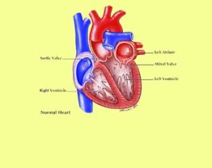 Heart Transplant Unit of 35 year old woman successfully in Kaveri Hospital