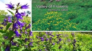 Valley of Flowers Enjoy | फूलों की घाटी का आनंद, Hemkund Sahib Management Trust