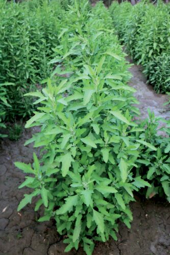 Fresh Bathua saag ,बथुआ की , ‌ बथुआ आलू की सब्जी कैसे बनाएं अपने घर में , बथुआ की दाल , बथुआ की सब्जी कैसे बनाएं , बथुआ की सब्जी कैसे बनता है , बथुआ की सब्जी की रेसिपी , बथुआ की सब्जी बनाना बताएं , बथुआ की सब्जी के फायदे , आलू बथुआ की सब्जी , बथुआ पालक की सब्जी , चिलवा की सब्जी , बथुआ का साग , good die, good die young , only the good die young , the good die young , good , die , billy joel only the good die young , only the good die young billy joel , only good die young , elley duhé good die young , good die , only the good die young live , queen only the good die young , only the good die young piano , only the good die young cover , bathua for liver , vegetable pulav , vegetable palav , bathue ki sabzi ,bathua vegetable recipes , bathua vegetable , vegetable bathua in kannada , green vegetable bathua , bathua leaves recipe , bathue ki sabji , winter vegetable , बथुआ की सब्जी,Bathua Vegetable , बथुआ की सब्जी , बथुआ की सब्जी बनाने की विधि , बथुआ , बथुआ की सब्जी बनाने का तरीका , राई बथुआ की सब्जी , बथुआ के फायदे , देसी सब्जी बथुआ की , बथुआ और आलू की सब्जी , बथुआ की सब्जी कैसे बनाएं , बथुआ की सब्जी कैसे बाबाये , बथुआ आलू की सूखी सब्जी , सब्जी आलू और बथुआ की रेसिपी , बथुआ साग रेसिपी , बथुआ खाने के फायदे , बथुआ की स्वादिष्ट सब्जी बनाने की विधि , बथुआ आलू की सब्जी बनाने का नया तरीका , बथुआ की , ‌ बथुआ आलू की सब्जी कैसे बनाएं अपने घर में , बथुआ की दाल ,